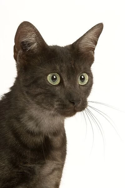 Cat - Egyptian Mau