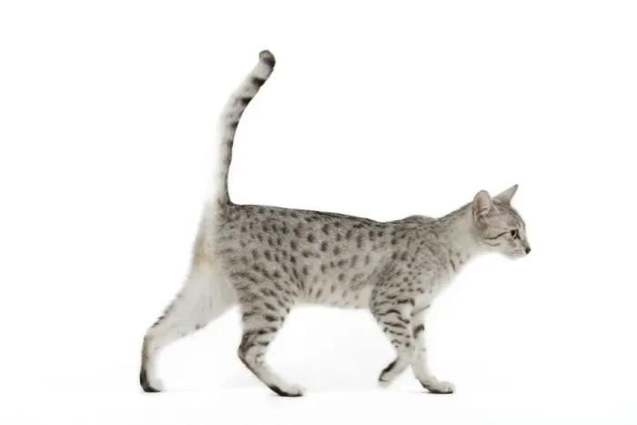 Framed Print : Cat - Egyptian Mau - black silver spotted in studio Framed Print : Cat - Egyptian Mau - black silver spotted in studio