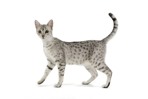 Cat - Egyptian Mau - black silver spotted in studio