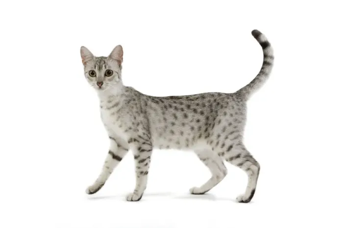 Framed Print : Cat - Egyptian Mau - black silver spotted in studio Framed Print : Cat - Egyptian Mau - black silver spotted in studio