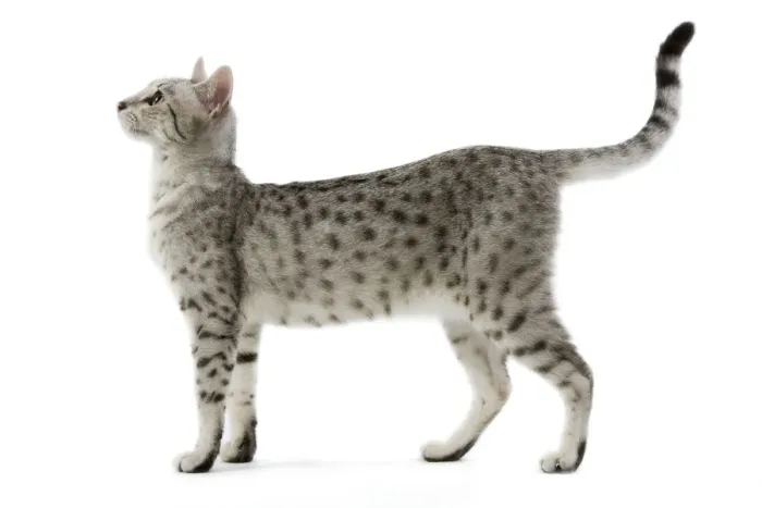 Framed Print : Cat - Egyptian Mau - black silver spotted in studio Framed Print : Cat - Egyptian Mau - black silver spotted in studio