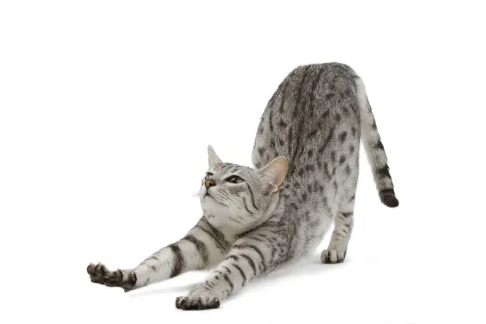 Framed Print : Cat - Egyptian Mau - black silver spotted in studio Framed Print : Cat - Egyptian Mau - black silver spotted in studio