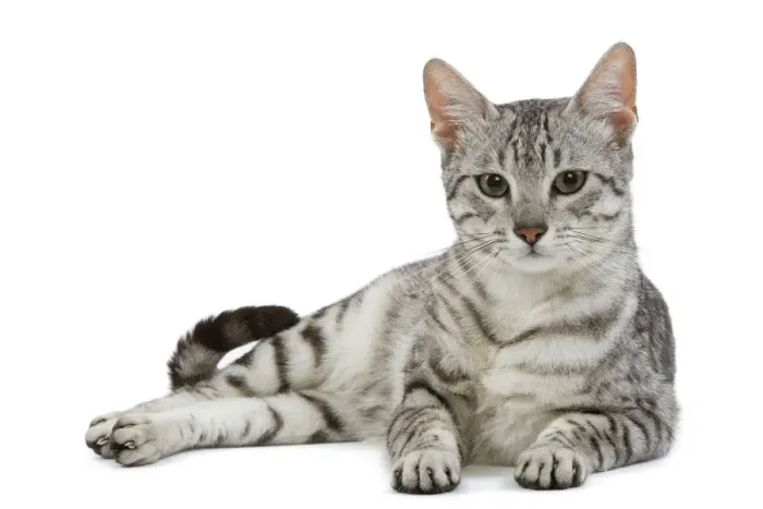 Framed Print : Cat - Egyptian Mau - black silver spotted in studio Framed Print : Cat - Egyptian Mau - black silver spotted in studio