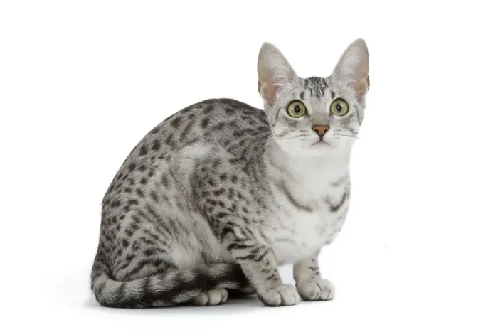 Framed Print : Cat - Egyptian Mau - black silver spotted in studio Framed Print : Cat - Egyptian Mau - black silver spotted in studio