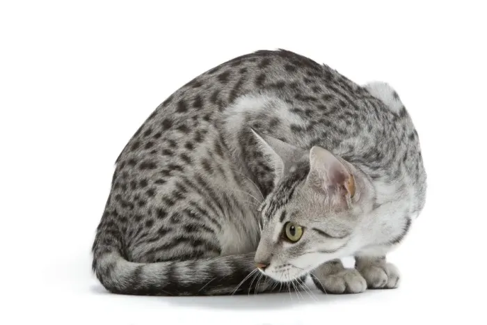 Framed Print : Cat - Egyptian Mau - black silver spotted in studio Framed Print : Cat - Egyptian Mau - black silver spotted in studio