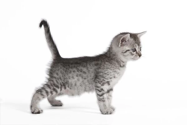 Cat - Egyptian Mau - Kitten