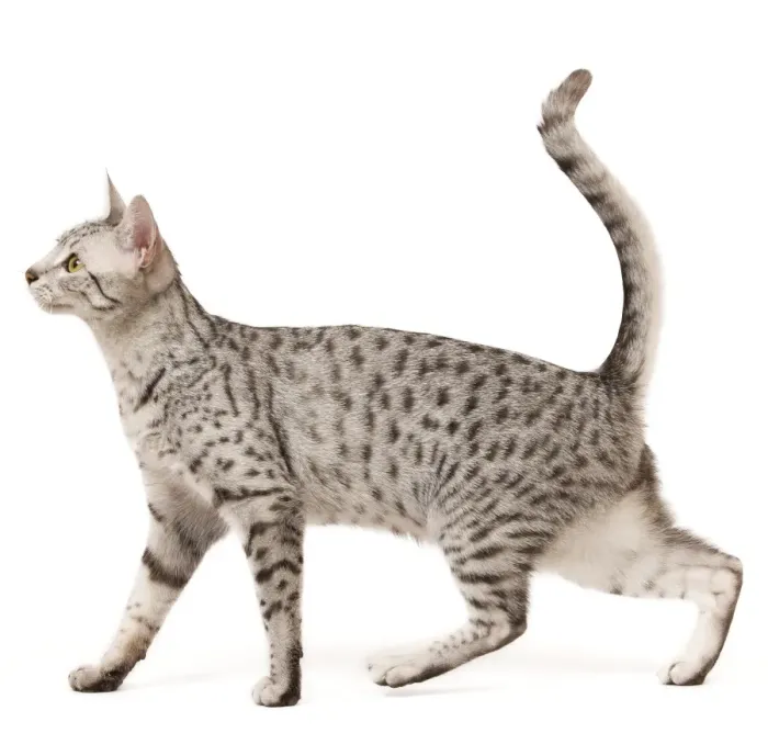 Framed Print : Cat - Egyptian Mau in studio Framed Print : Cat - Egyptian Mau in studio