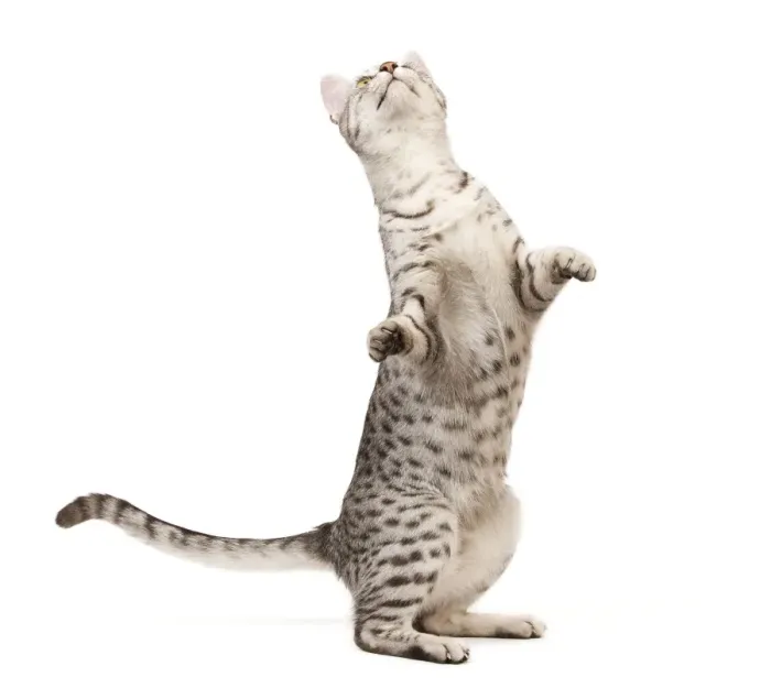 Framed Print : Cat - Egyptian Mau in studio on hind legs Framed Print : Cat - Egyptian Mau in studio on hind legs