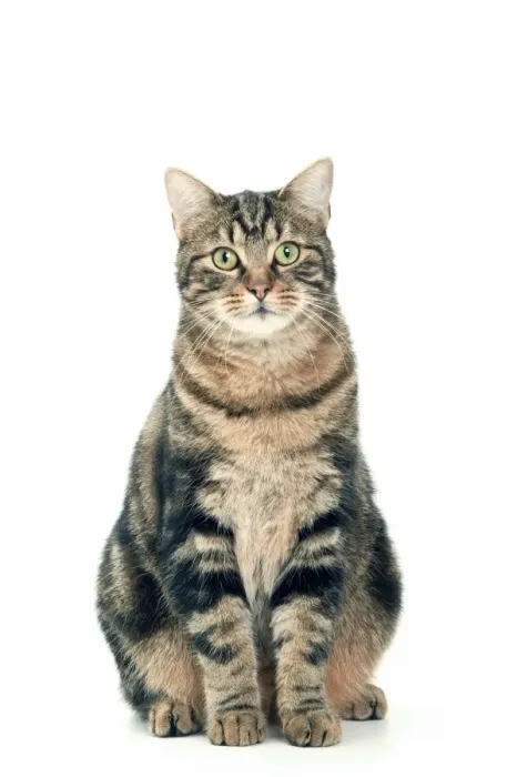 Framed Print : Cat - European brown tabby Framed Print : Cat - European brown tabby