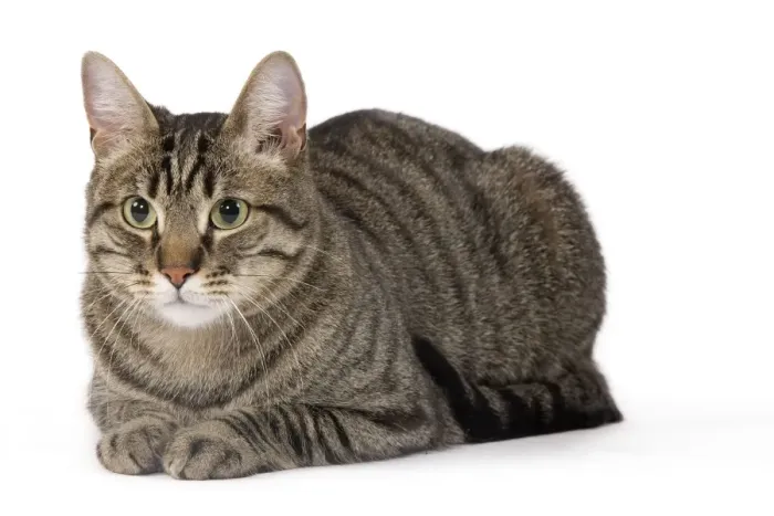 Framed Print : Cat - European Brown Tabby - lying down Framed Print : Cat - European Brown Tabby - lying down
