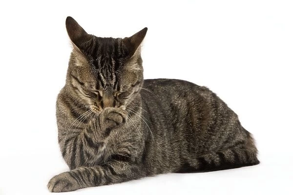 Cat - European Brown Tabby - lying down - scratching nose with paw