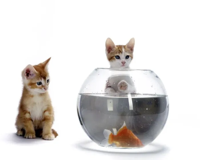 Framed Print : Cat - European Ginger Cat - Kittens watching Goldfish in bowl Framed Print : Cat - European Ginger Cat - Kittens watching Goldfish in bowl