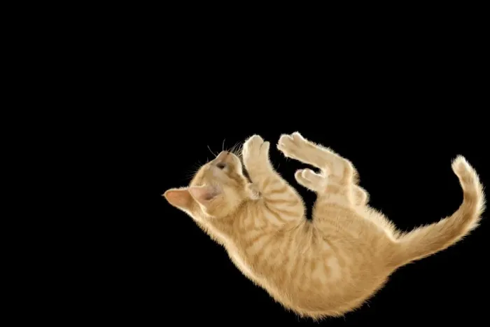 Framed Print : Cat - European ginger tabby shorthair falling Framed Print : Cat - European ginger tabby shorthair falling