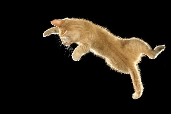 Cat - European ginger tabby shorthair falling