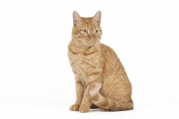 Cat - European ginger tabby - in studio
