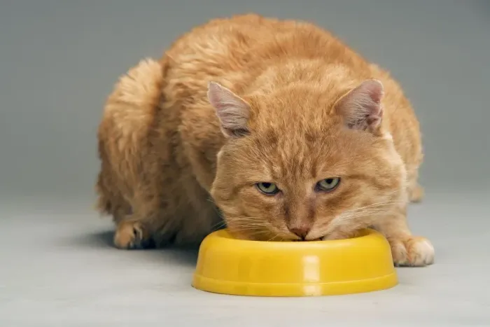 Framed Print : Cat - European red tabby in studio - feeding from bowl in studio Framed Print : Cat - European red tabby in studio - feeding from bowl in studio