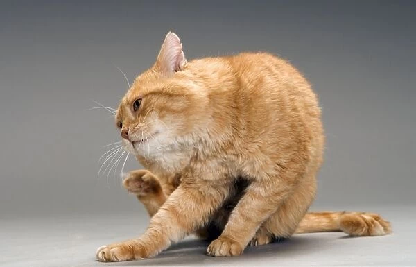 Cat - European red tabby in studio - scratching face with back paw