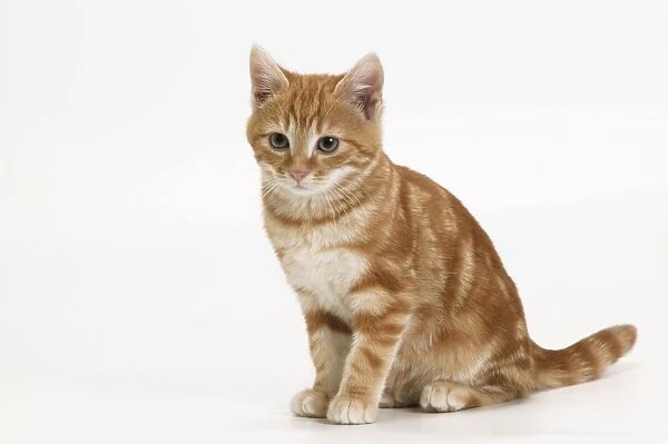 Cat - European short-haired kitten