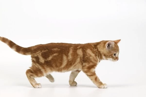 Cat - European short-haired kitten, walking side view