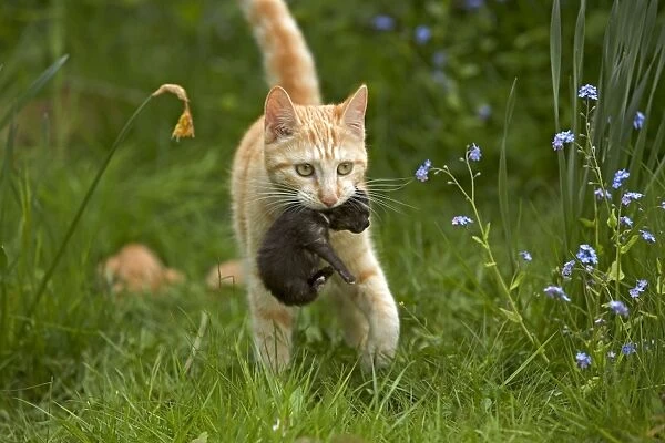 Cat - European short-haired red tabby carrying kitten