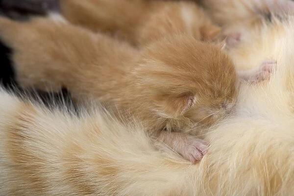 Cat - European short-haired red tabby kitten suckling