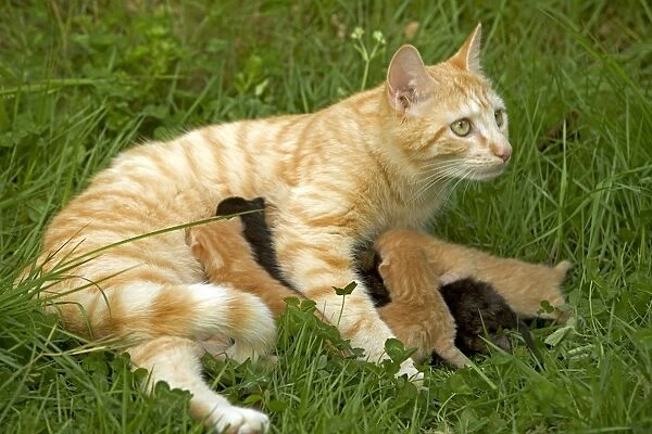 Cat - European Short haired red tabby with kittens