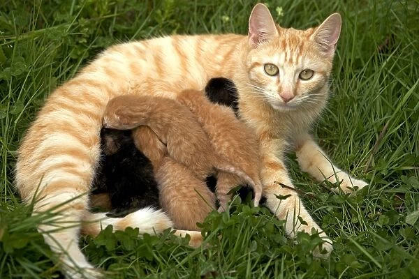 Cat - European short-haired red tabby with kittens
