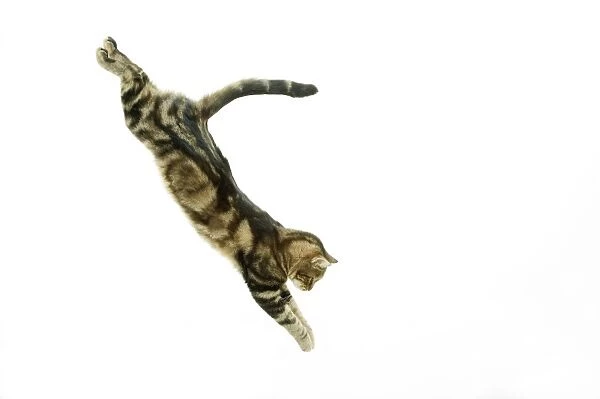 Cat - European Shorthair Brown Tabby - jumping in mid-air