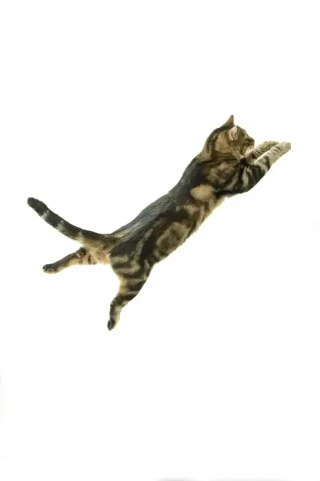 Framed Print : Cat - European Shorthair Brown Tabby - jumping in mid-air Framed Print : Cat - European Shorthair Brown Tabby - jumping in mid-air
