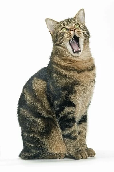Cat - European Shorthair Brown Tabby, yawning