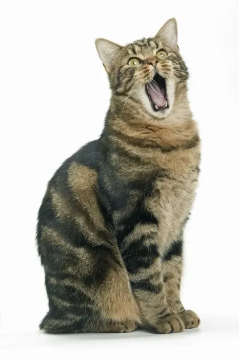 Framed Print : Cat - European Shorthair Brown Tabby, yawning Framed Print : Cat - European Shorthair Brown Tabby, yawning