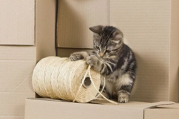 Cat - European tabby kitten sitting on packing boxes
