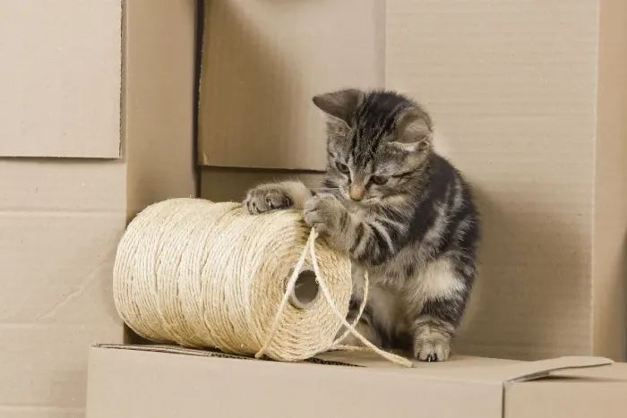 Framed Print : Cat - European tabby kitten sitting on packing boxes Framed Print : Cat - European tabby kitten sitting on packing boxes