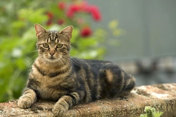 Cat - European Tabby lying on wall, in garden