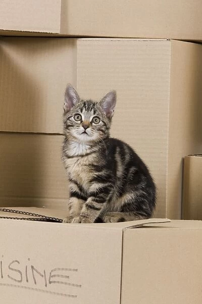 Cat - European tabby sitting on packing boxes