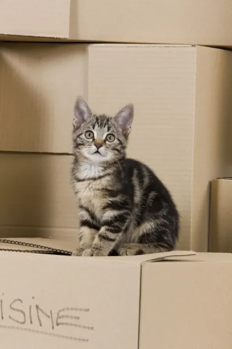 Framed Print : Cat - European tabby sitting on packing boxes Framed Print : Cat - European tabby sitting on packing boxes