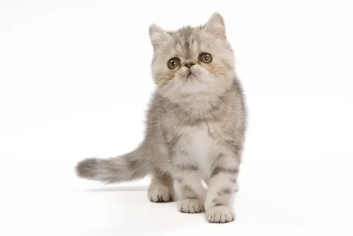 Framed Print : Cat - Exotic Black Tortie Silver Tabby - 3 month old kitten in studio Framed Print : Cat - Exotic Black Tortie Silver Tabby - 3 month old kitten in studio