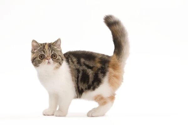 Cat - Exotic brown blotched tortie tabby & white in studio