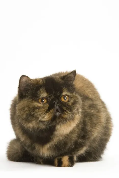 Framed Print : Cat - Exotic Short hair Tortoiseshell Framed Print : Cat - Exotic Short hair Tortoiseshell