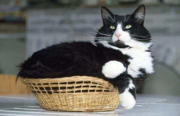 Cat - fat cat in small basket