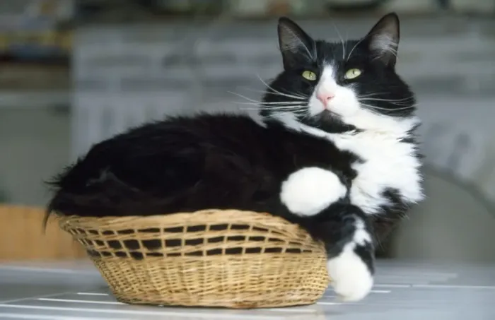 Framed Print : Cat - fat cat in small basket Framed Print : Cat - fat cat in small basket