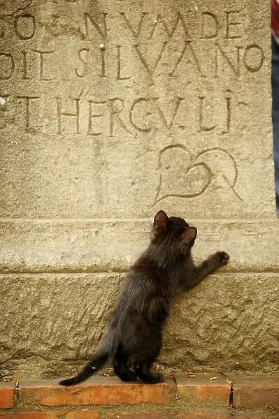 CAT - feral black kitten playing on gravestone Rome, Italy