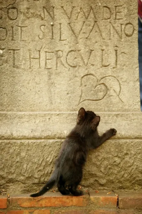Framed Print : CAT - feral black kitten playing on gravestone Rome, Italy Framed Print : CAT - feral black kitten playing on gravestone Rome, Italy