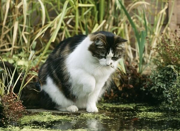 Cat - Fishing in Pond