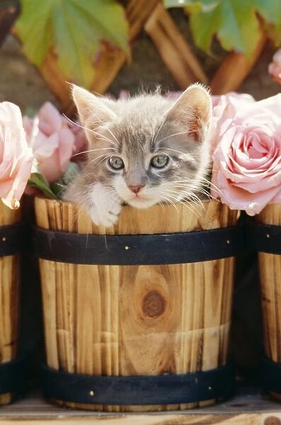 Cat FRR 41E Kitten in barrel with roses © Frederic Rolland  /  ardea. com