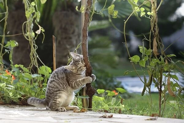 Cat - in garden