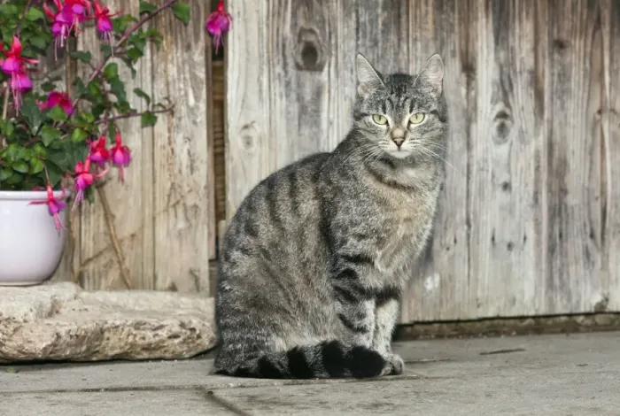 Framed Print : Cat - in front of garden shed - Lower Saxony - Germany Framed Print : Cat - in front of garden shed - Lower Saxony - Germany
