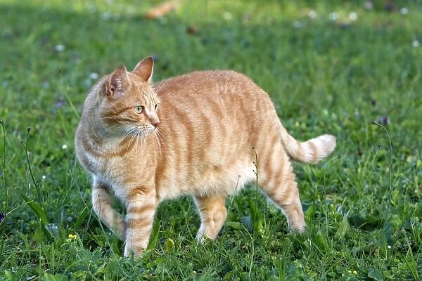 Cat - ginger