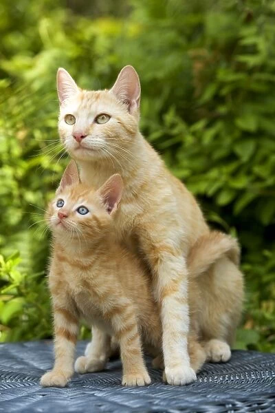 Cat - ginger adult and kitten