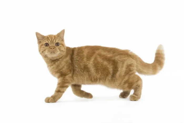 Framed Print : Cat - ginger British shorthair in studio Framed Print : Cat - ginger British shorthair in studio